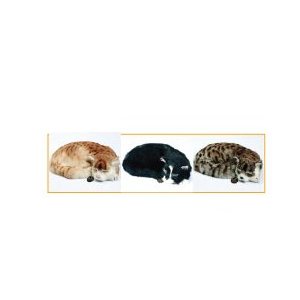 Petits chats endormis 